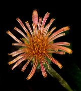 Agoseris - Orange Dandelion